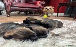 Border Terrier dogs for sale: KC Reg, slem clear VET approved only 1 boy left❤️ - Image 19