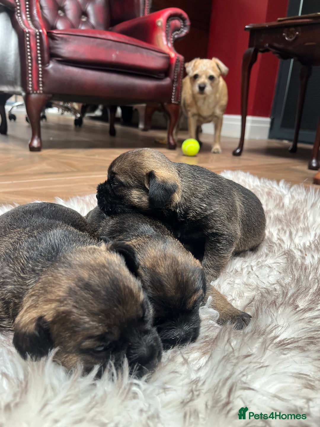 Border Terrier dogs for sale: KC Reg, slem clear VET approved only 1 boy left❤️ - Image 19