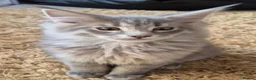 Maine Coon cats for sale: Maine coon kittens  - Advert 37