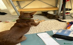 Australian Kelpie dogs for sale: Kelpie looking for new home - Image 5