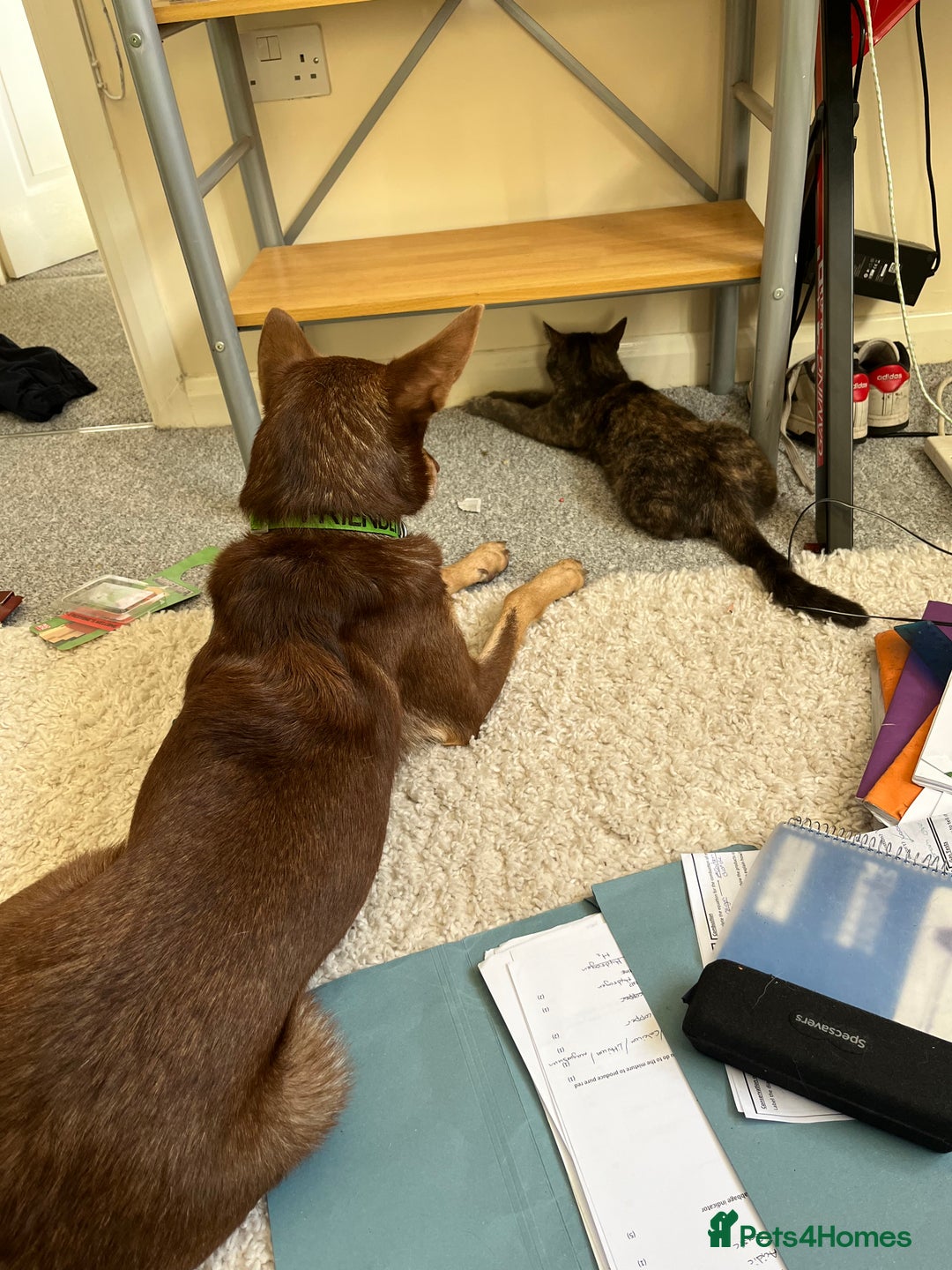 Australian Kelpie dogs for sale: Kelpie looking for new home - Image 5