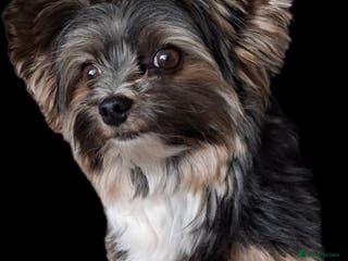 Yorkshire Terrier dogs Purebred BiewerTerrier/ColourfulYorkie Proven Stud in Merthyr Tydfil - Advert 4