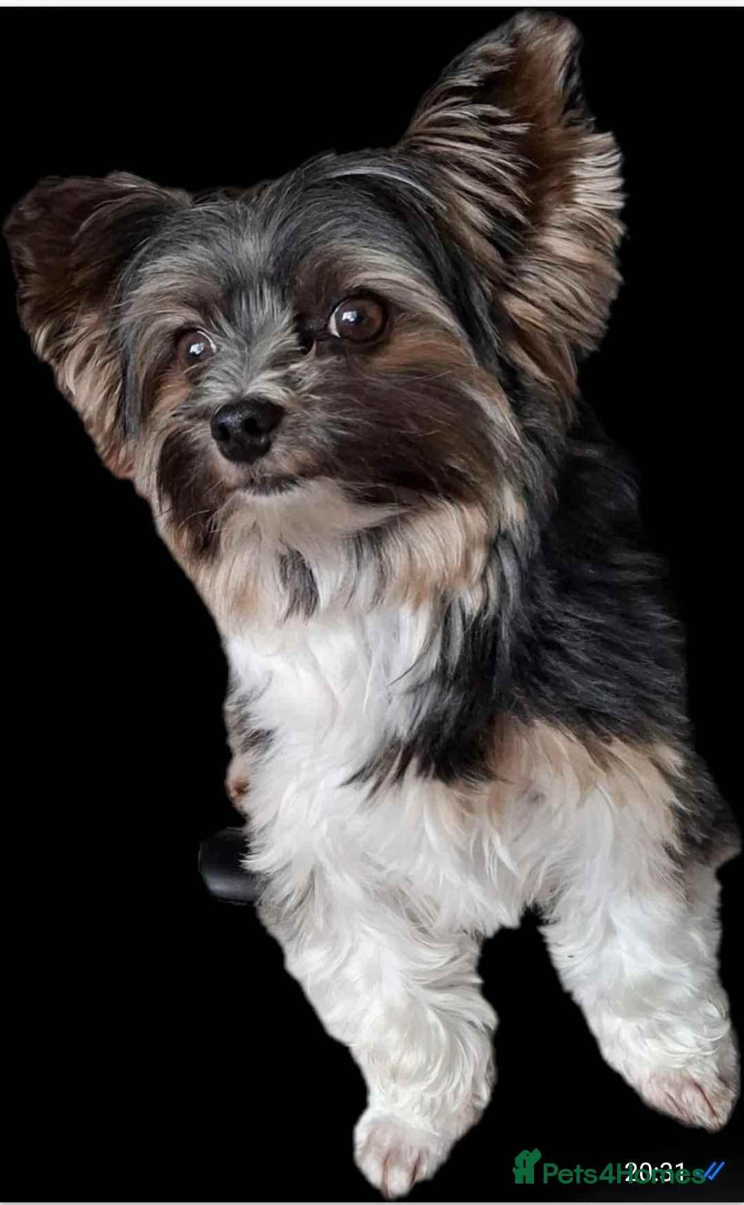 Yorkshire Terrier dogs for stud: Purebred BiewerTerrier/ColourfulYorkie Proven Stud in Merthyr Tydfil - Advert 1