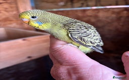 Budgerigars birds for sale: Young Budgies  - Image 2