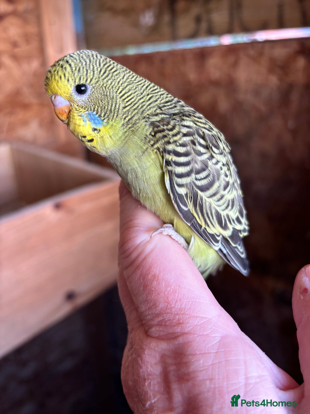Budgerigars birds for sale: Young Budgies  - Image 2