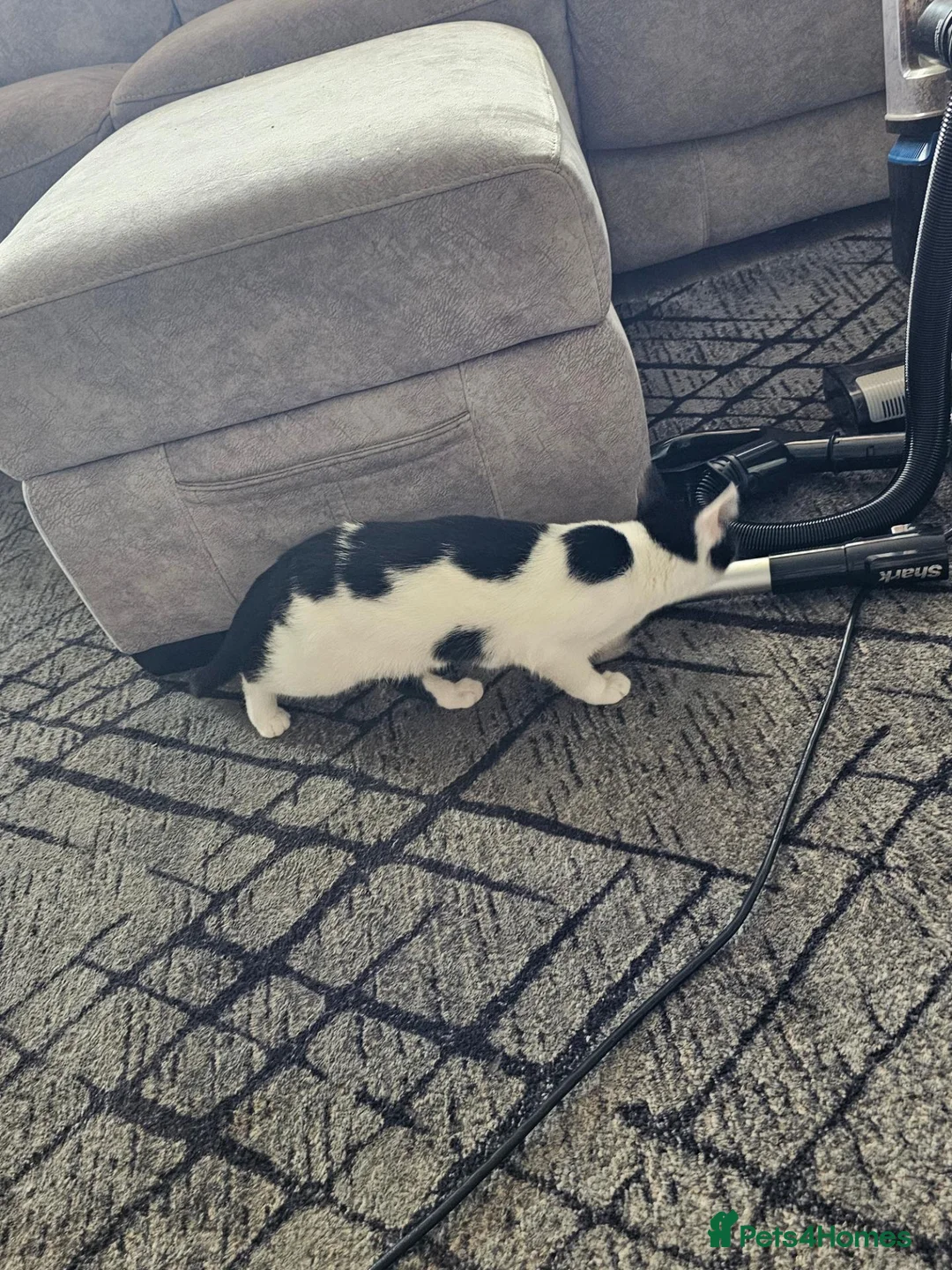 Mixed Breed cats for sale: Beautiful black and white male  - Advert 2