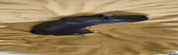 Whippet dogs for sale: KC HEALTH AND HEART TESTED WHIPPETS - Advert 29