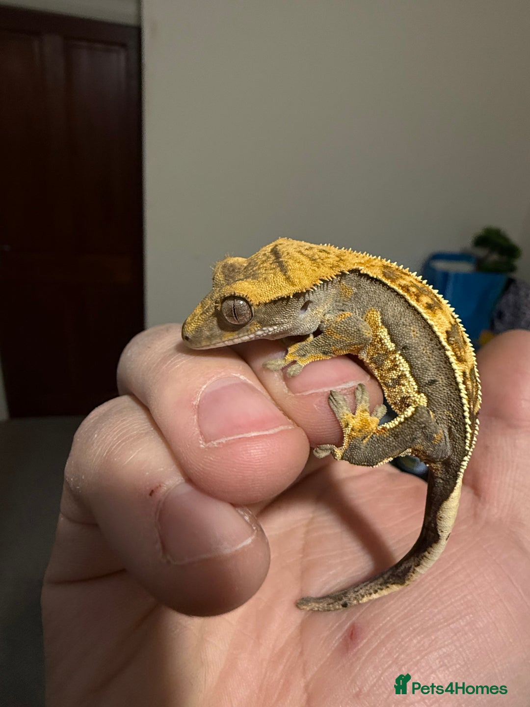 Gecko reptiles for sale: 🔥🔥🔥 Baby crested Geckos 🔥🔥🔥 - Advert 9