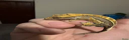 Gecko reptiles for sale: 🔥🔥🔥 Baby crested Geckos 🔥🔥🔥 - Advert 19