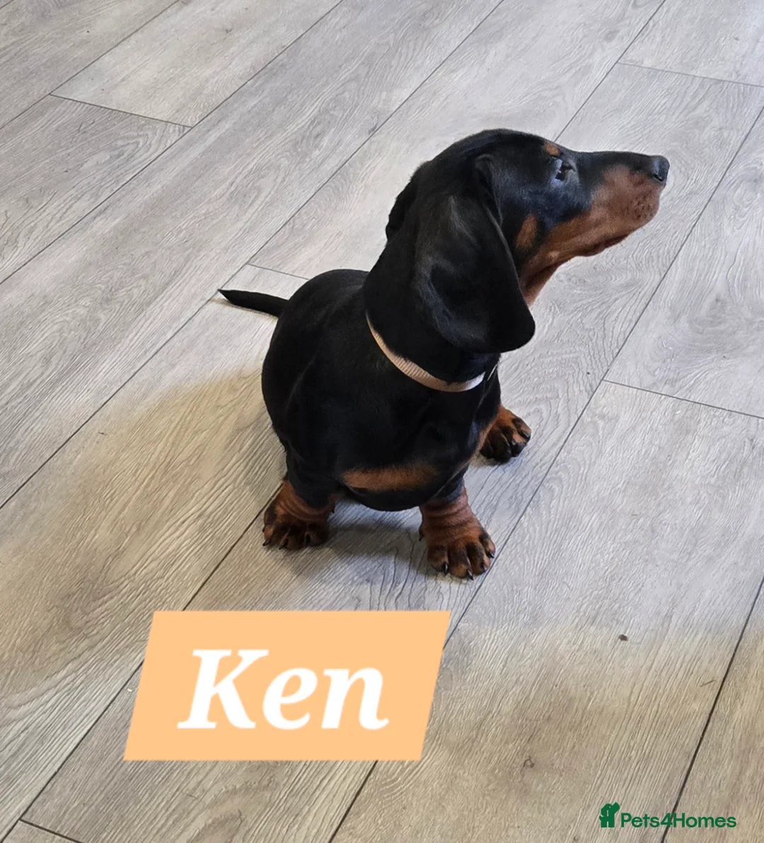 Dachshund dogs for sale: Beautiful Daxis - Advert 13