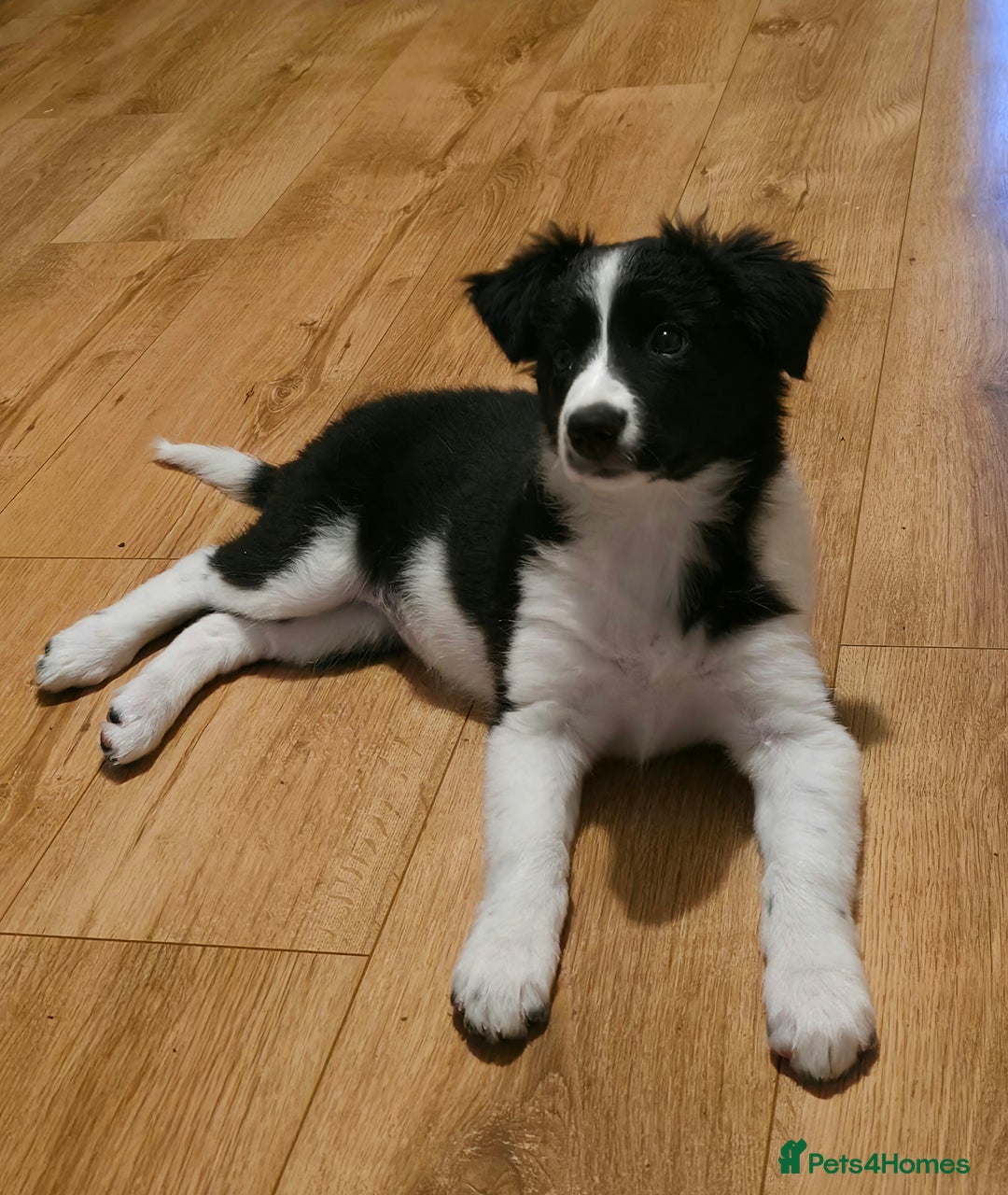 Border Collie dogs for sale: Beautiful Loving Female Border Collie - Image 5