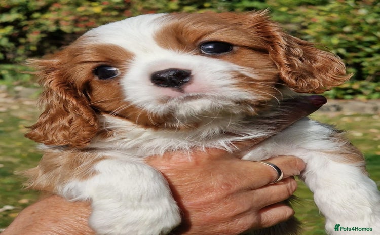 Cavalier King Charles Spaniel dogs - Advert 3