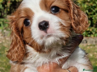 Cavalier King Charles Spaniel dogs - Advert 33