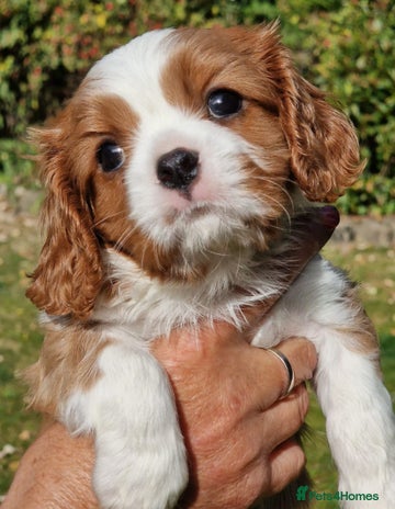 Cavalier King Charles Spaniel dogs - Advert 3