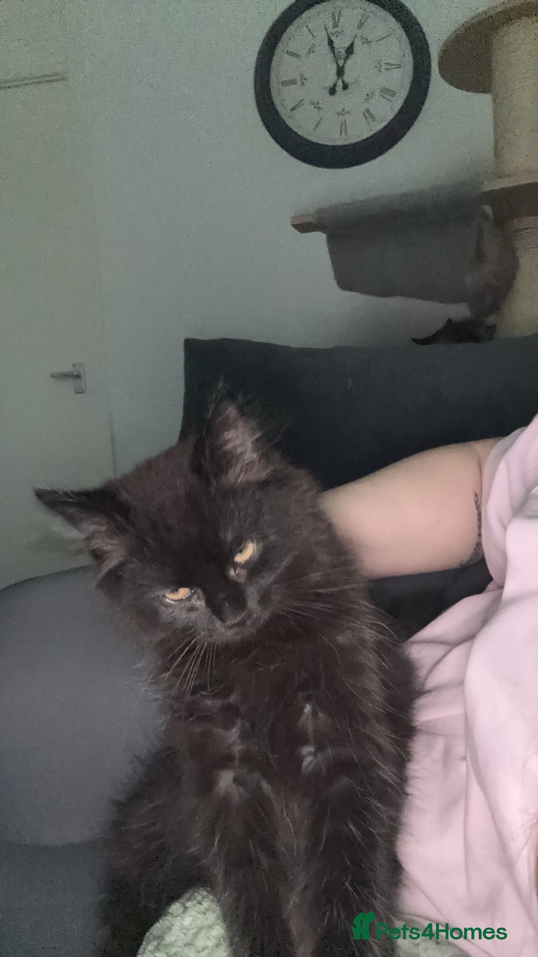 Mixed Breed cats for sale: Male moggy cat - Advert 7