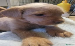 Mixed Breed dogs for sale: Frenchie x cockerpoo pups - Image 23