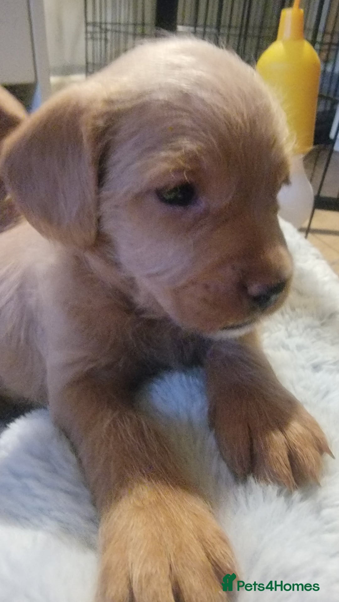 Mixed Breed dogs for sale: Frenchie x cockerpoo pups - Image 23