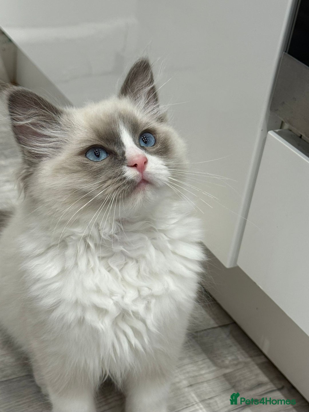 Ragdoll cats for sale: Blue Bicolor kittens 😸  - Image 13