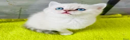 Scottish Fold cats for sale: Scottish fold and straight kittens - Advert 1