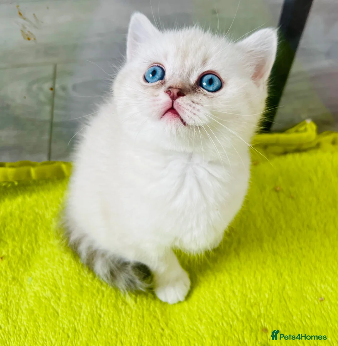 Scottish Fold cats for sale: Scottish fold and straight kittens - Advert 1