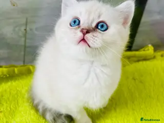 Scottish Fold cats Scottish fold and straight kittens - Advert 2