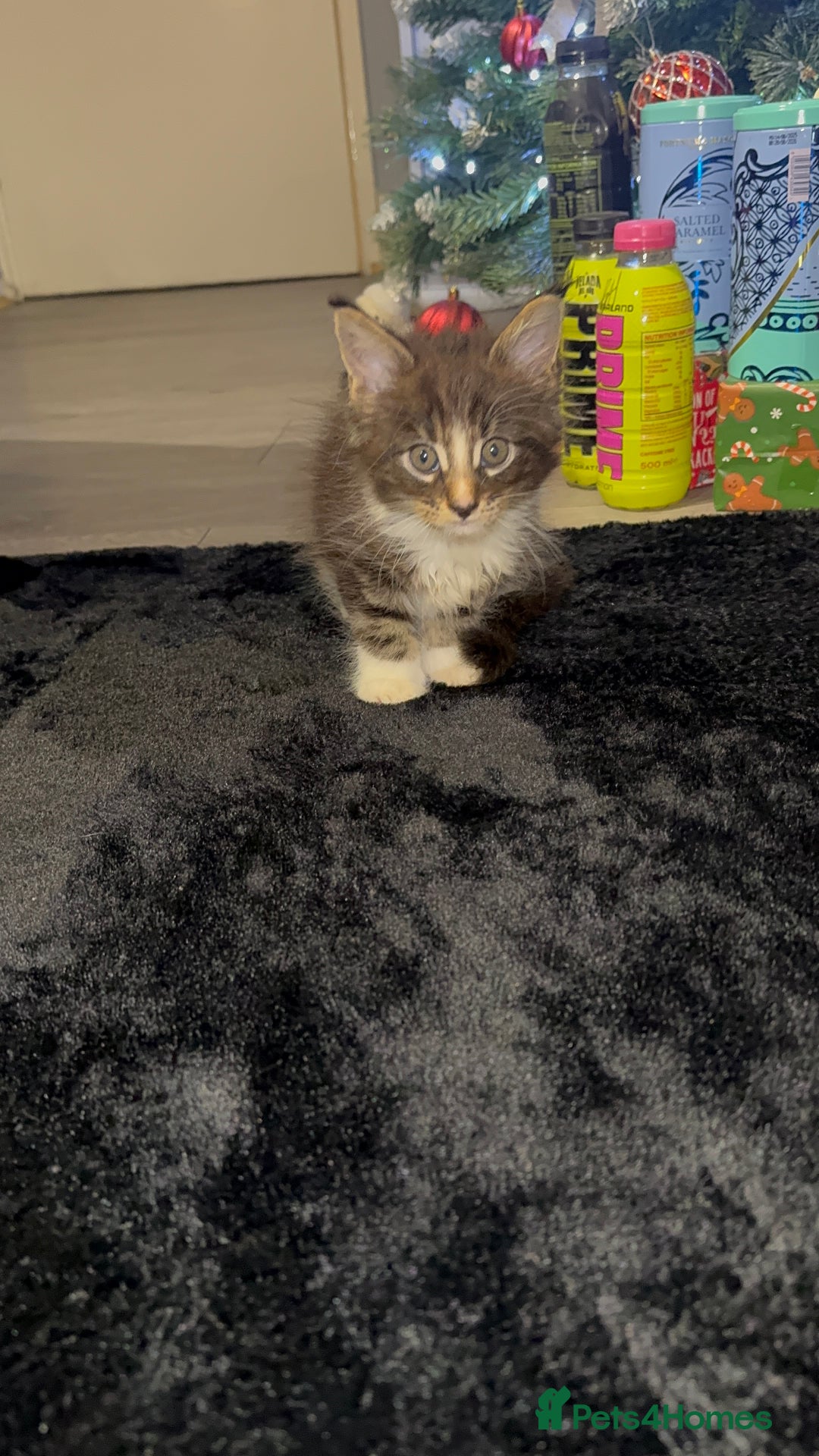 Maine Coon cats for sale: Full Maine Coon for sale - Advert 24