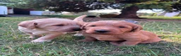 Australian Labradoodle dogs for sale: Australian Labradoodle Puppies - Advert 11