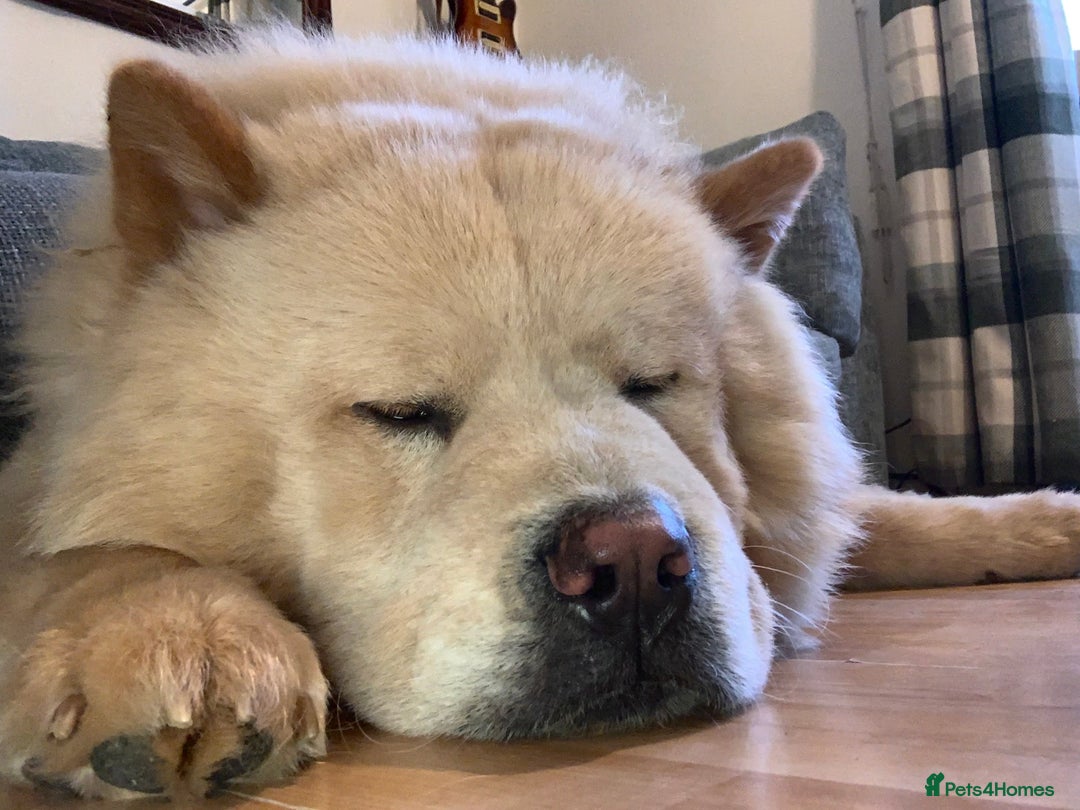 Chow Chow dogs for stud: Chow Chow Studs (Ragsbagsandbear Mating Services) - Advert 7