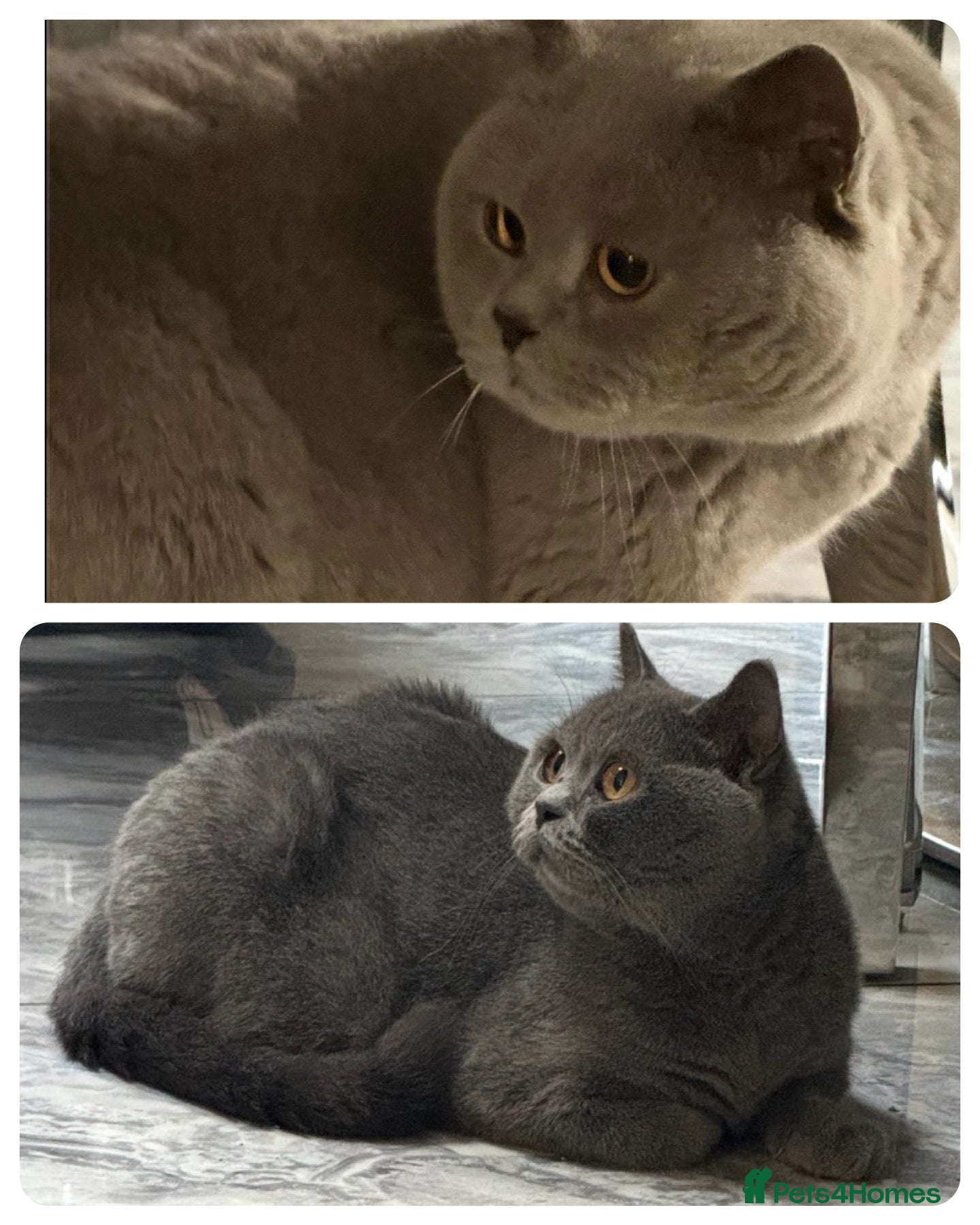 British Shorthair cats X2 adult GCCF & TICA active BSH 3yrs Health tested - Advert 1