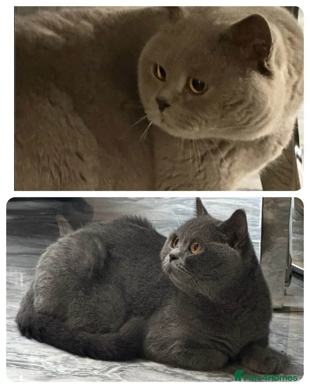 British Shorthair cats for sale: X2 adult GCCF & TICA active BSH 3yrs Health tested - Advert 1