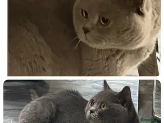 British Shorthair cats X2 adult GCCF & TICA active BSH 3yrs Health tested - Advert 1