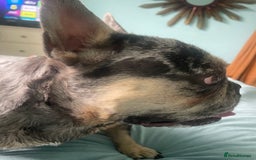 French Bulldog dogs for stud: Merle  - Image 3