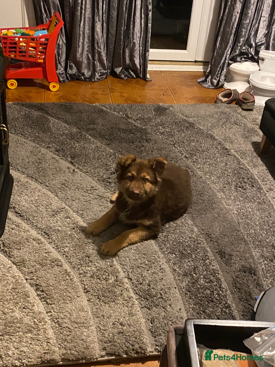 German Shepherd dogs for sale: 14 week old German shepherd puppy - Advert 1