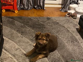 German Shepherd dogs 14 week old German shepherd puppy - Advert 7