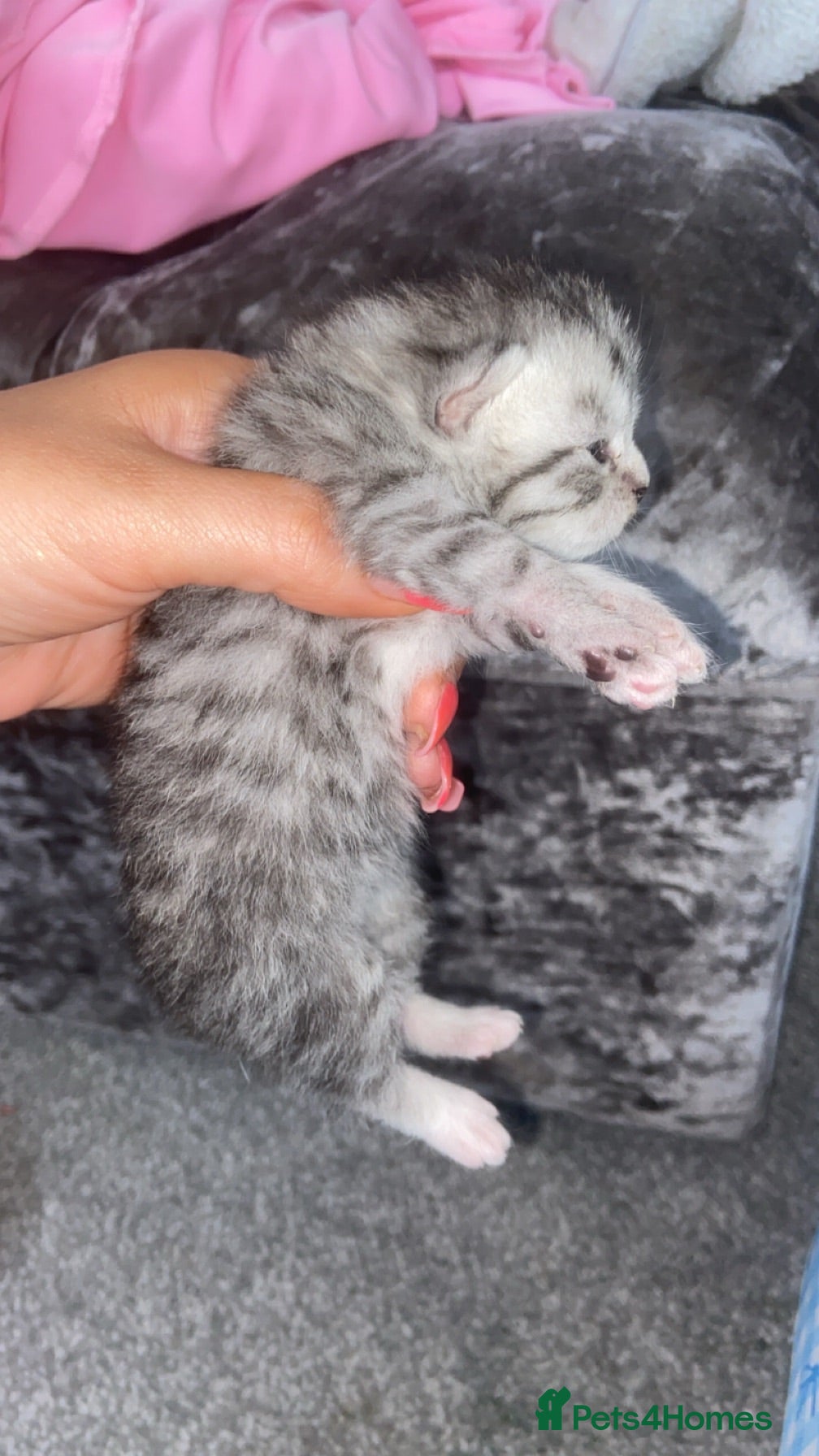 British Shorthair cats 6 x stunning silver British shorthair tabby’s  - Advert 1