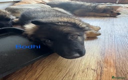 Mixed Breed dogs for sale: Beautiful Inca & handsome Nanuq PUPDATE x5 - Image 34