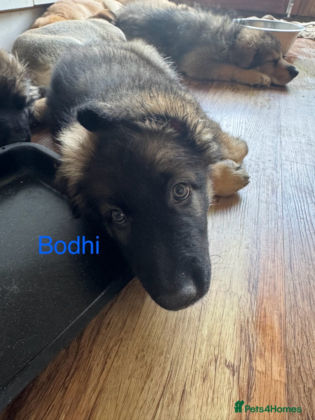 Mixed Breed dogs for sale: Beautiful Inca & handsome Nanuq PUPDATE x5 - Image 34