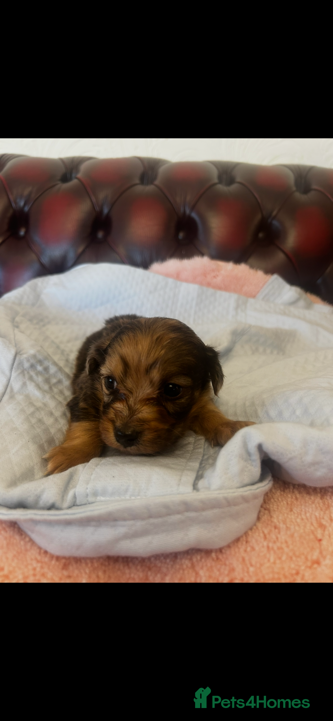 Miniature Dachshund dogs for sale: Miniature dachshund puppies - Advert 9