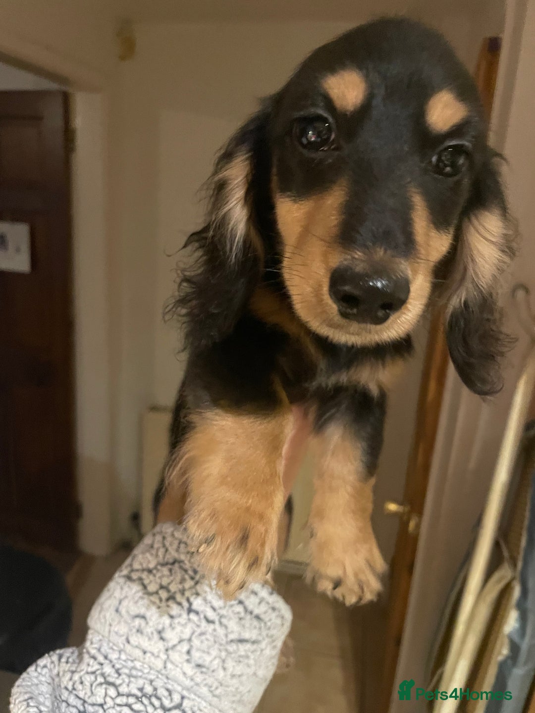 Miniature Dachshund dogs for sale: Kc Registered Long Haired Miniature Dachshunds - Advert 10