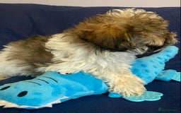 Mixed Breed dogs for sale: Beautiful Shihpoo cross maltese puppies - Image 14