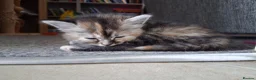 Mixed Breed cats for sale: 5 super fluffy female kittens - Advert 25
