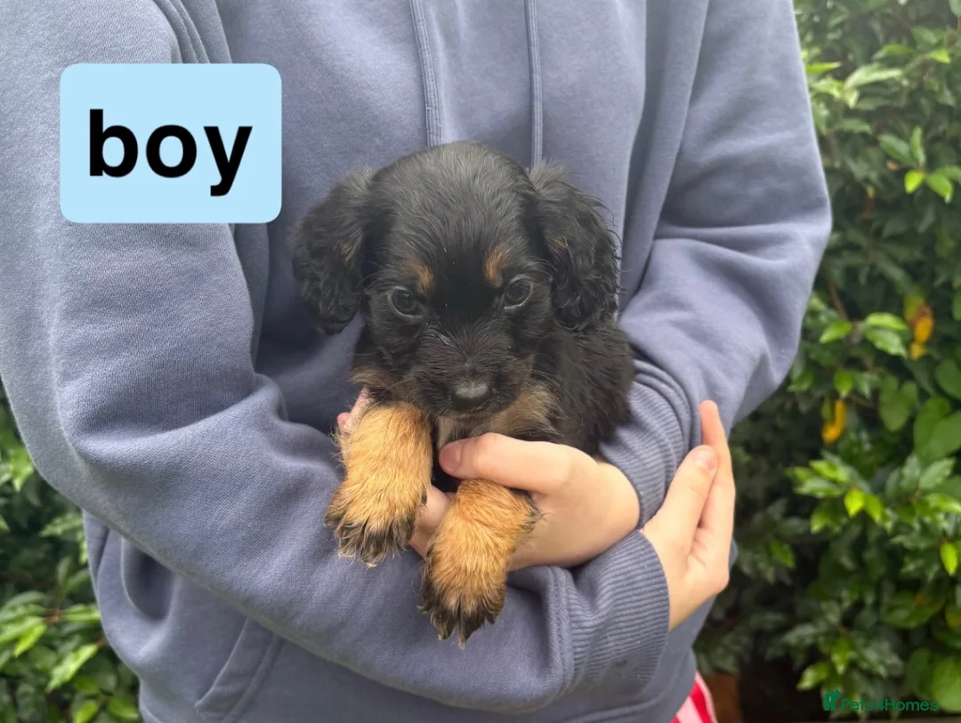 Cocker Spaniel dogs for sale: DNA health tested cocker spaniel pups - Advert 2