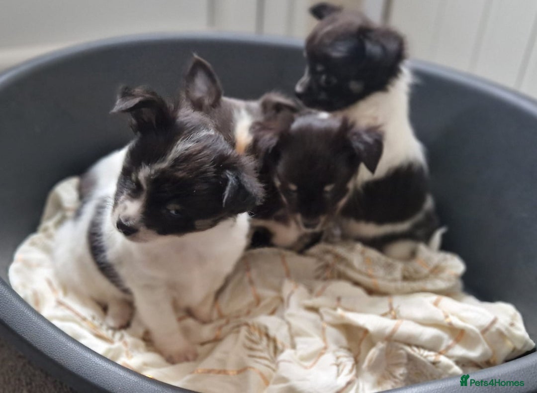 Chihuahua dogs for sale: Chihuahua puppies - Advert 4
