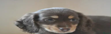 Miniature Dachshund 4