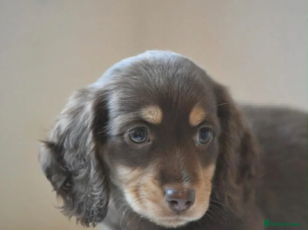 Miniature Dachshund dogs for sale: Long-Haired Miniature Dachshund Puppies Ready Soon in Nottingham - Advert 19