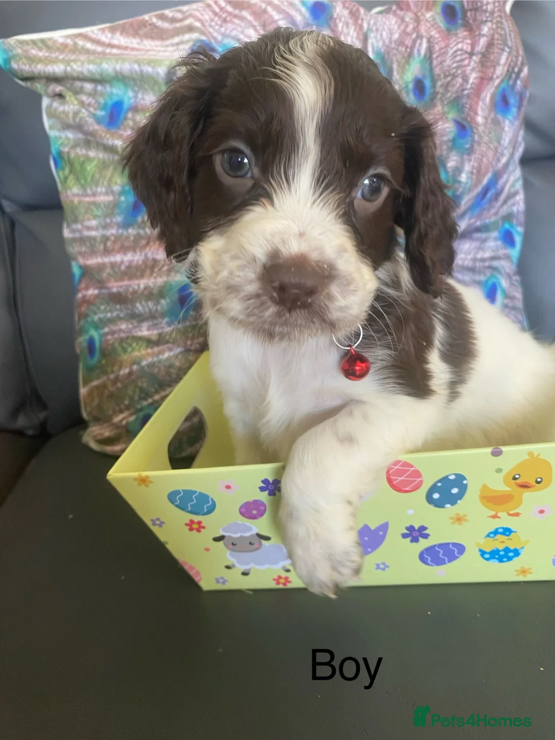 Cocker Spaniel dogs for sale: Beautiful cocker spaniel puppies in Ebbw Vale - Advert 2
