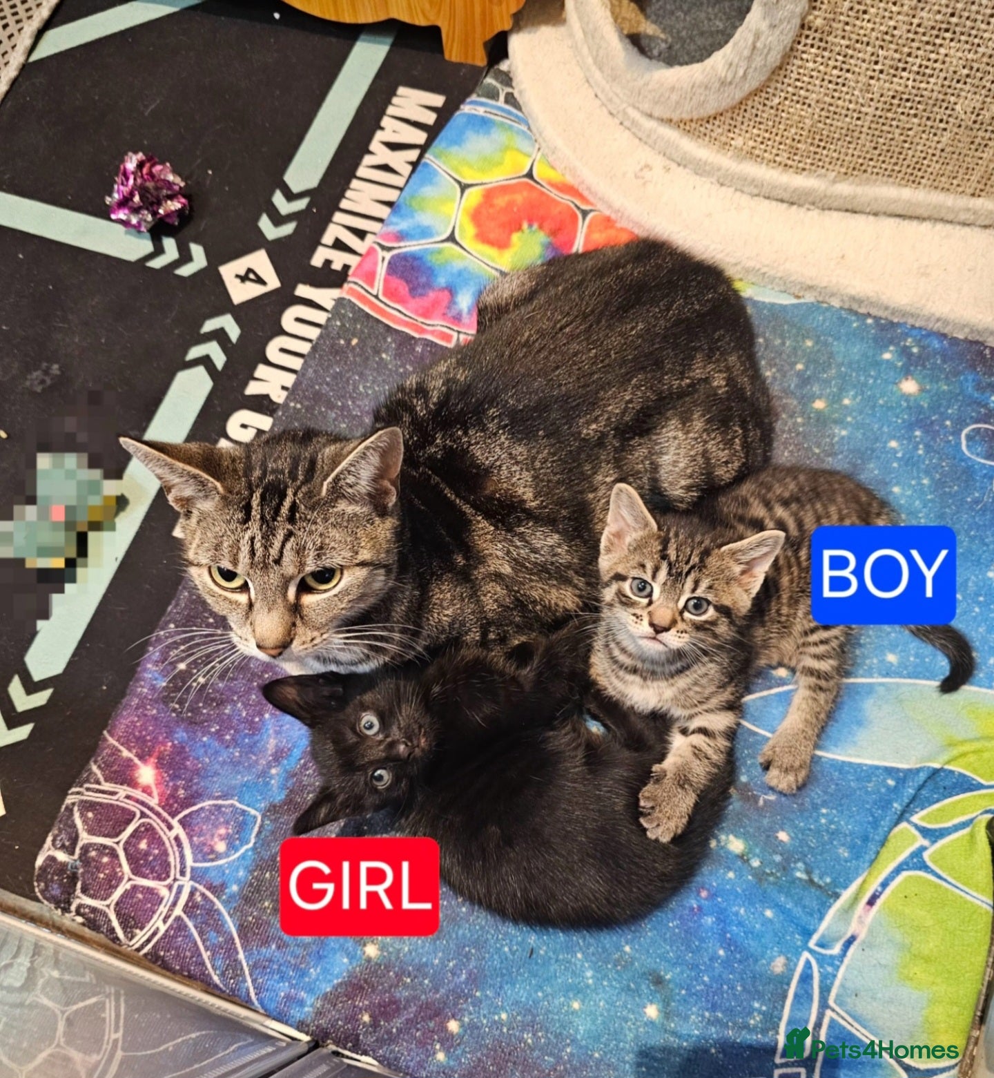 Mixed Breed cats Gorgeous kittens  - Advert 5