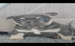 French Bulldog dogs for sale: Georgous french bulldogs for sale  - Image 4