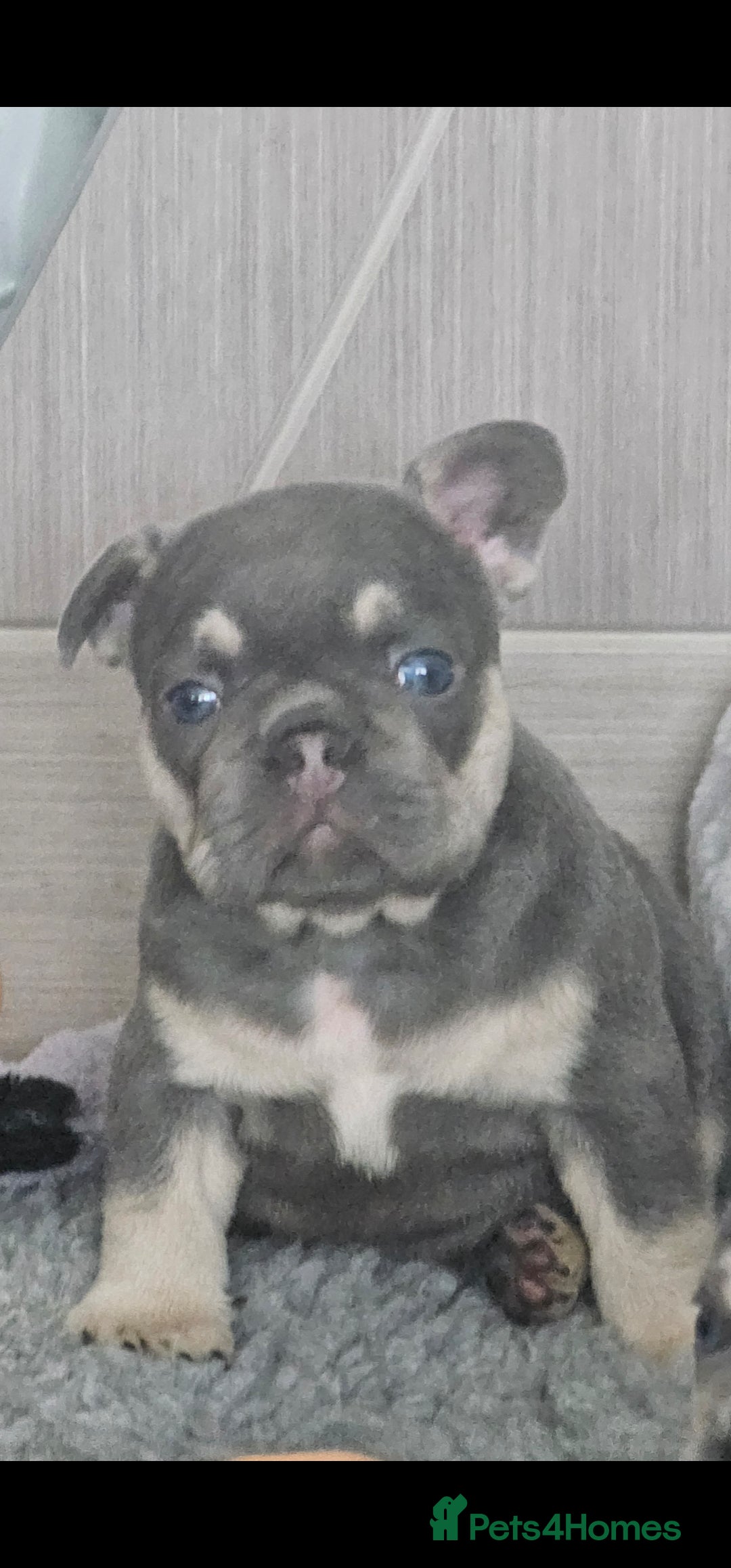 French Bulldog dogs for sale: Georgous french bulldogs for sale  - Image 4