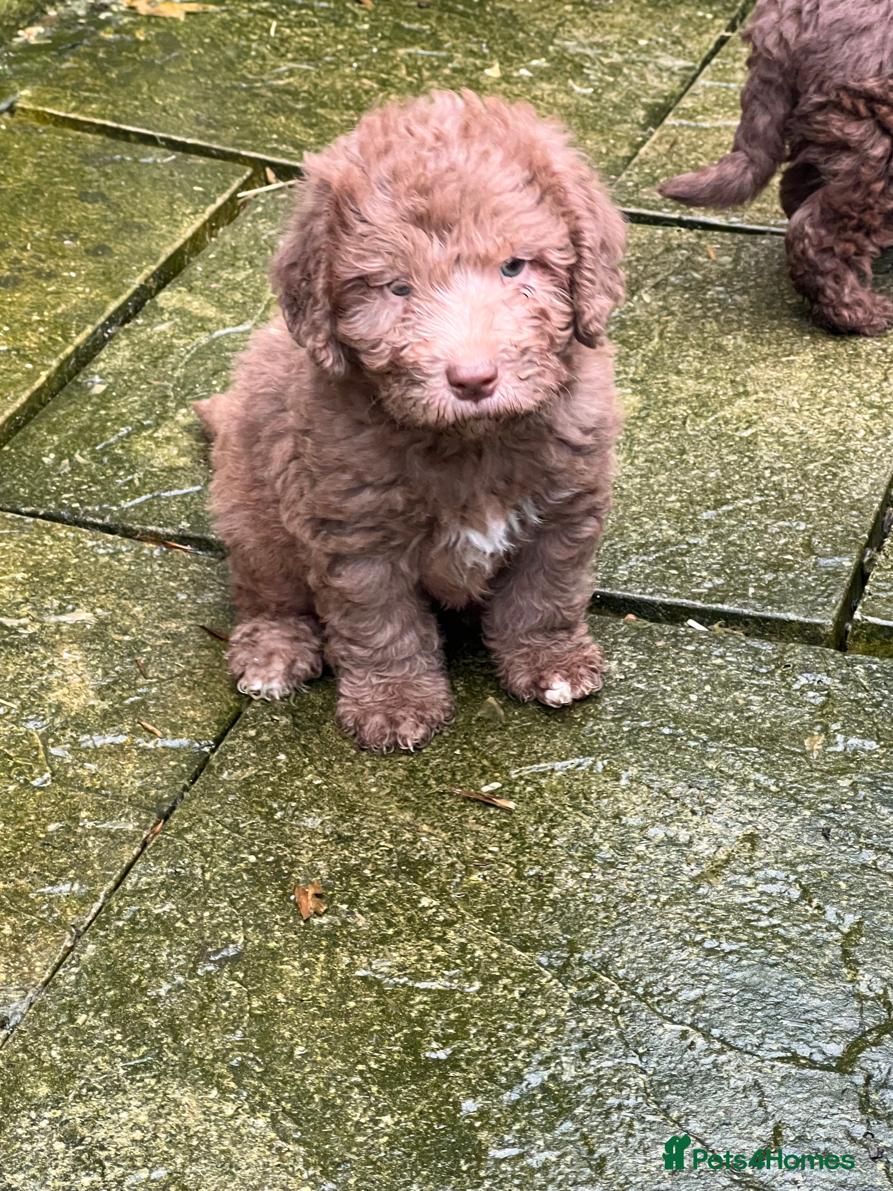 Bedlington Terrier dogs Bedlington terrier puppies ☺️ - Advert 3